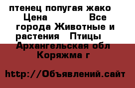 птенец попугая жако  › Цена ­ 60 000 - Все города Животные и растения » Птицы   . Архангельская обл.,Коряжма г.